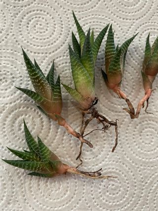 Pianta Grassa Haworthia