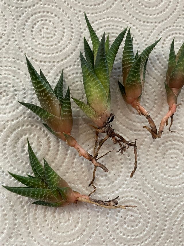 Pianta Grassa Haworthia