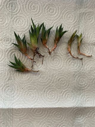 Pianta Grassa Haworthia