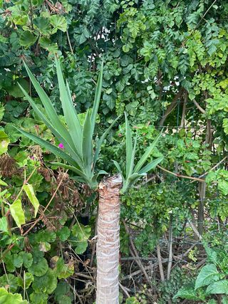 Pianta Yucca - Verde