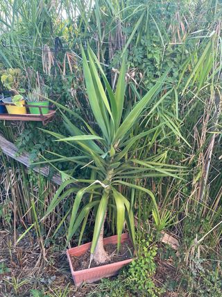 Pianta Yucca - in vaso