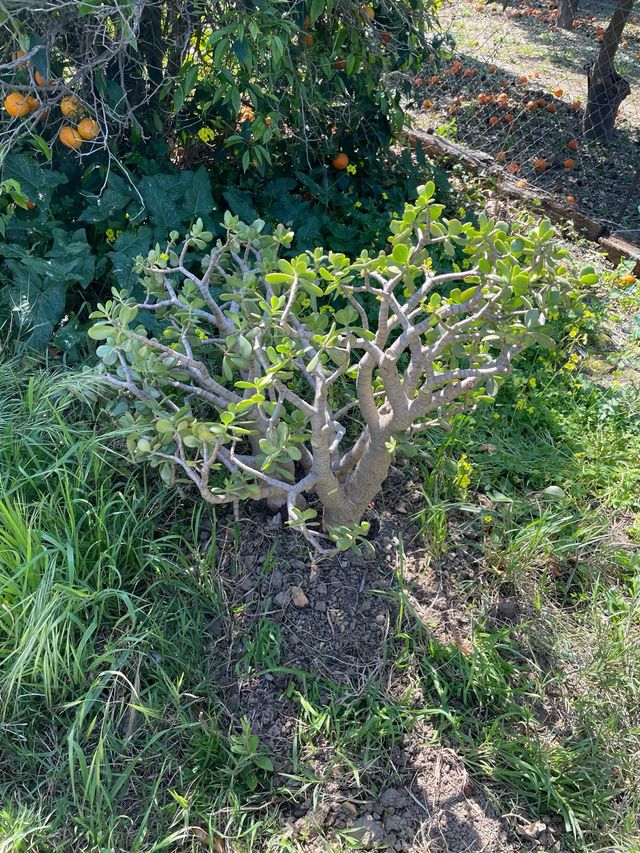 Pianta Grassa - Crassula ovata