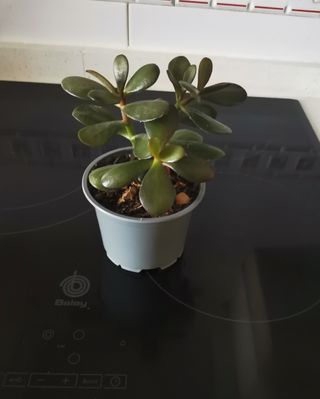 Planta Jade - Crassula ovata