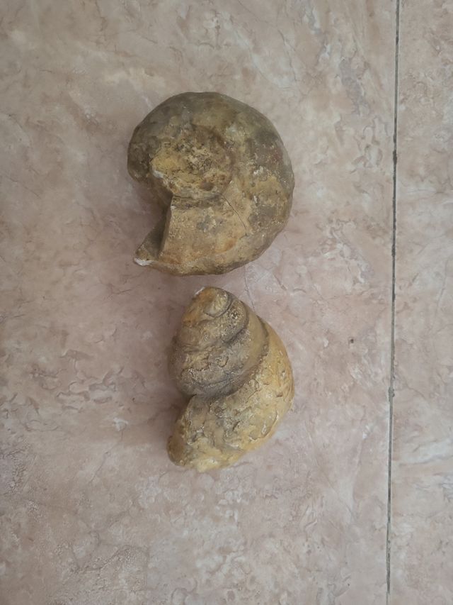 2 Fósiles  tamaño grande en perfecto estado