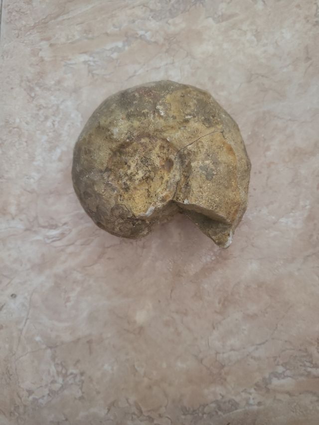 2 Fósiles  tamaño grande en perfecto estado