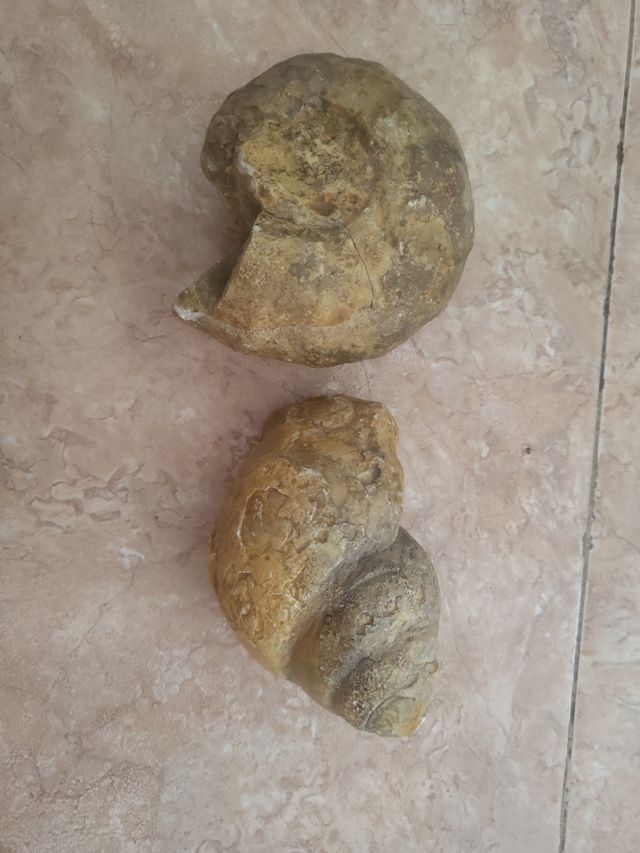 2 Fósiles  tamaño grande en perfecto estado