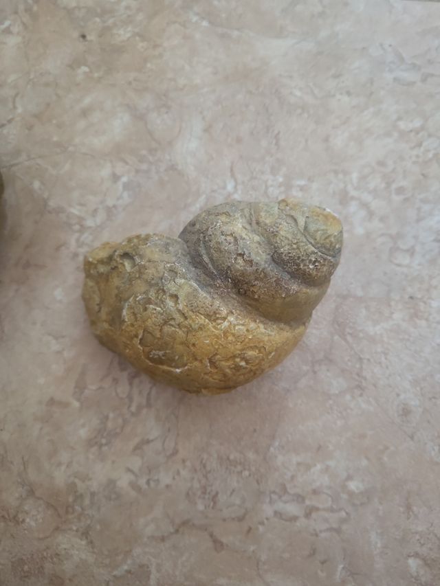 2 Fósiles  tamaño grande en perfecto estado