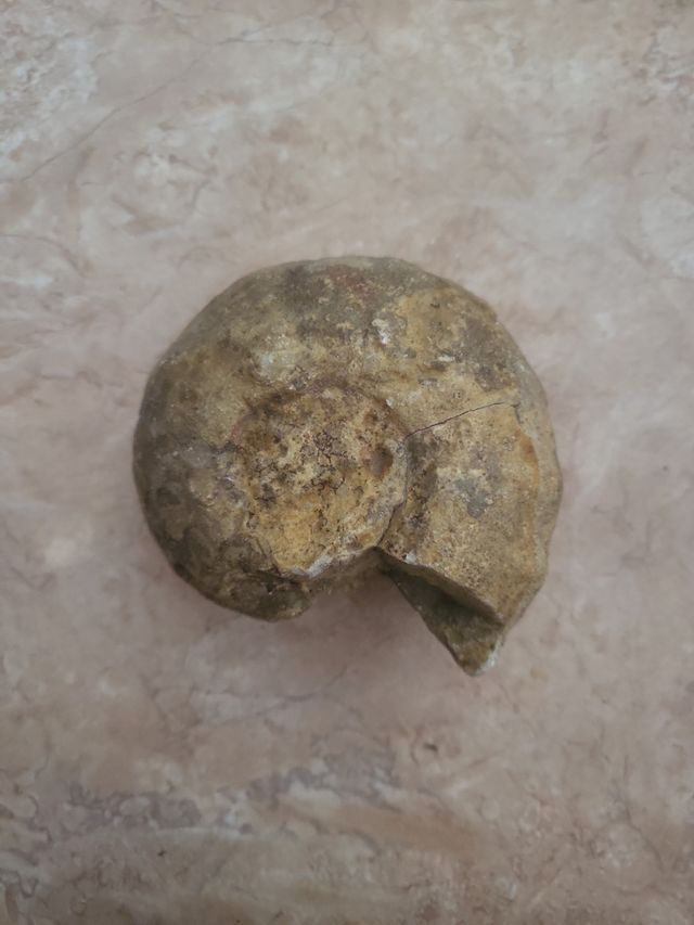 2 Fósiles  tamaño grande en perfecto estado