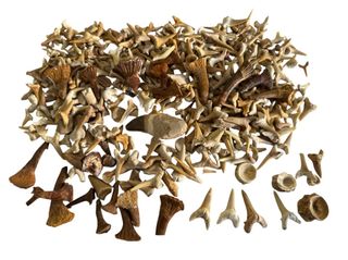 Fósiles más de 300 piezas 
