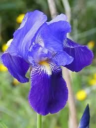 Fiore Iris viola -  rizoma bulbo