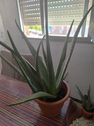 Aloe vera grande - Planta