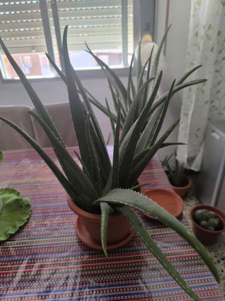 Aloe vera grande - Planta