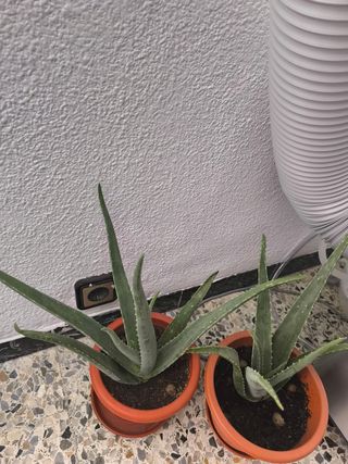 Aloe vera grande - Planta