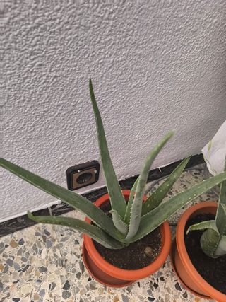 Aloe vera grande - Planta