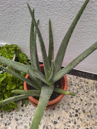 Aloe vera grande - Planta