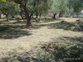 Jardinería en general podas en altura limpieza