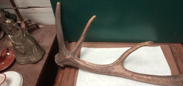 Mordedor natural de mascotas