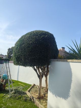 Jardineria
