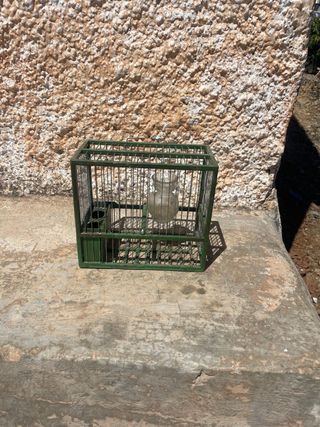 Jaula pajaros - Verde