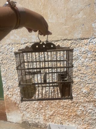 Jaula pajaros - marrón y blanca