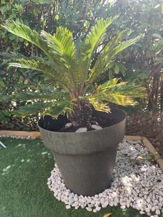 Cica Revoluta - Planta