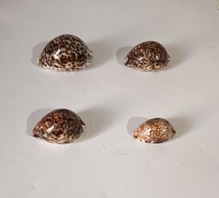 Set conchiglie decorative da collezione Pz 4 