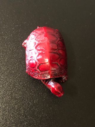 Tartaruga rossa portafortuna