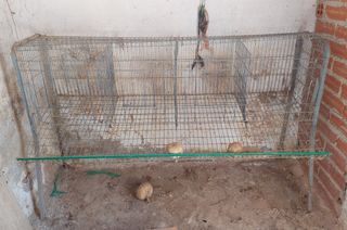 Jaula o gallinero. En Zamora
