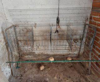 Jaula o gallinero. En Zamora