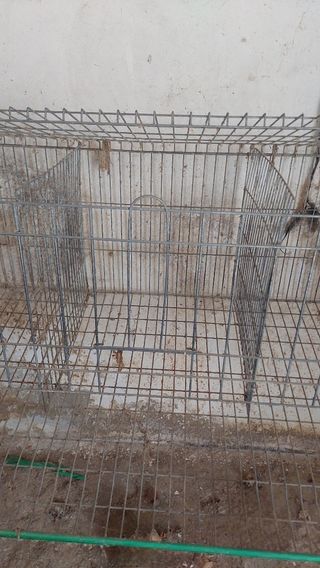 Jaula o gallinero. En Zamora