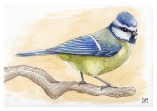 Láminas Pájaros A5 - Ilustración Acuarela