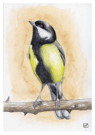 Láminas Pájaros A5 - Ilustración Acuarela