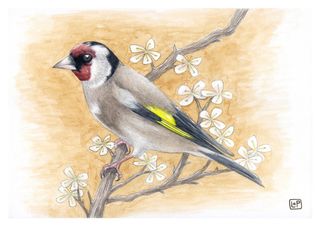 Láminas Pájaros A5 - Ilustración Acuarela