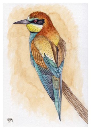 Láminas Pájaros A5 - Ilustración Acuarela