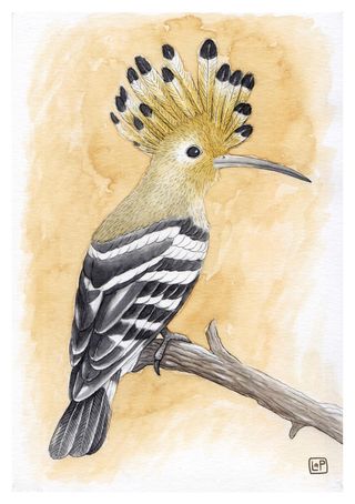 Láminas Pájaros A5 - Ilustración Acuarela