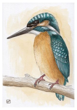 Láminas Pájaros A5 - Ilustración Acuarela