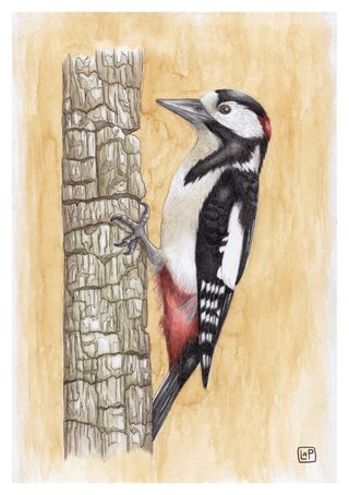 Láminas Pájaros A5 - Ilustración Acuarela