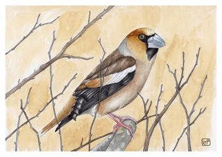 Láminas Pájaros A5 - Ilustración Acuarela