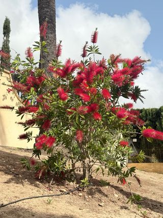 Mantenimiento jardines