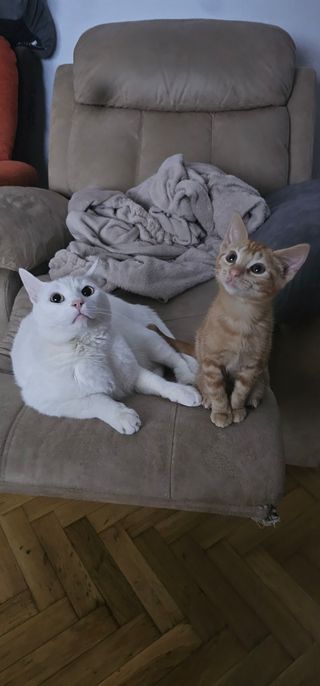 Cuido y paseo mascotas