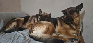 Cuido y paseo mascotas