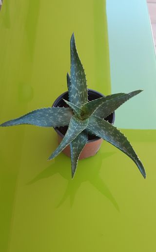 Aloe Vera - Planta