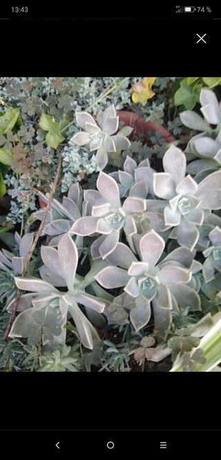 Planta graptopelatum paraguayense