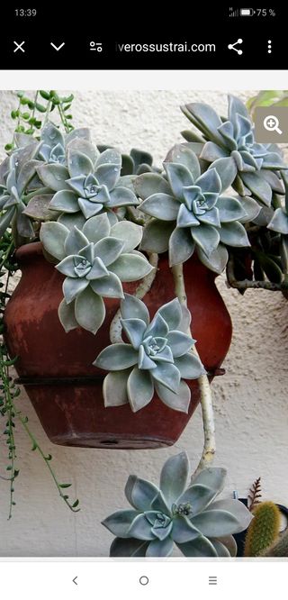 Planta graptopelatum paraguayense