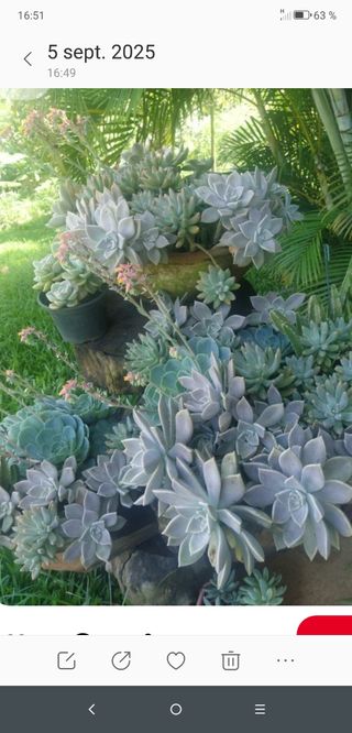 Planta graptopelatum paraguayense