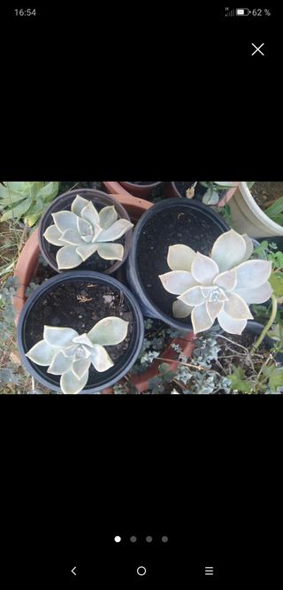 Planta graptopelatum paraguayense