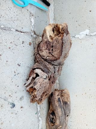 Legno decorativo acquario 60cm