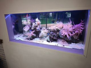 Acuario marino completo