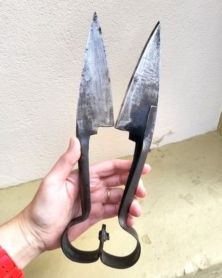 Tijeras esquilar ovejas antiguas