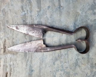 Tijeras esquilar ovejas antiguas